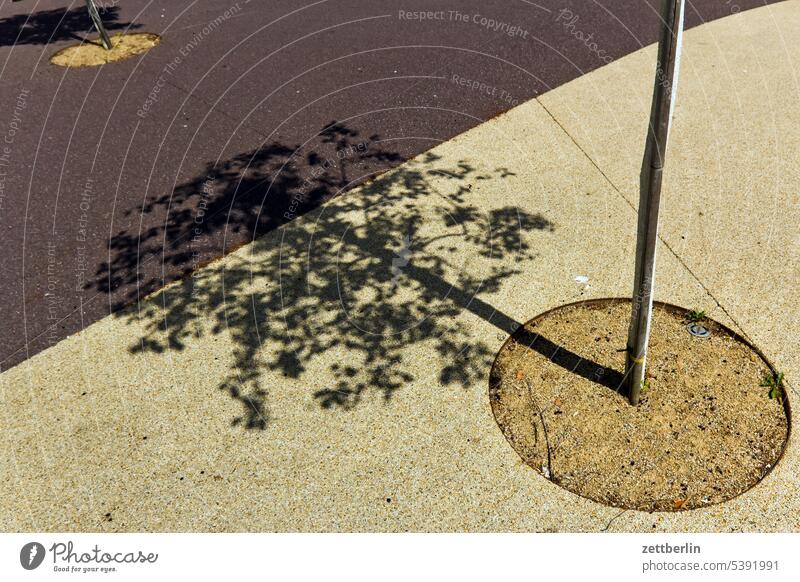 Baumscheibe mit Schatten architektur dessau reise sachsen-anhalt stadt städteurlaub tourismus baum junger baum anpflanzung baumscheibe markt platz licht