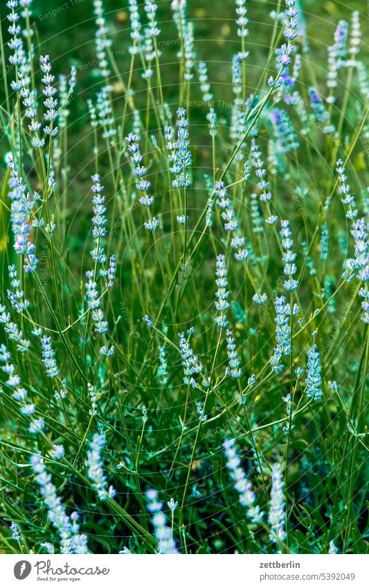 Lavendel blühen blüte erholung ferien garten hecke kleingarten kleingartenkolonie knospe menschenleer nachbarschaft natur pflanze ruhe saison schrebergarten