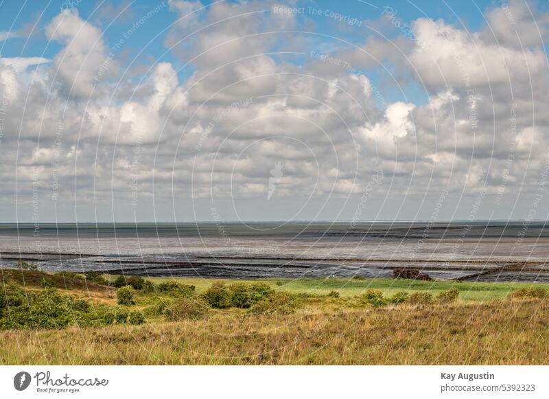 Ausblick auf das Wattenmeer von der Braderuper Heidelandschaft Schilfgürtel Nationalpark Wattenmeer Nordsee Nordseeküste Sommer Heidekraut Lahnungen