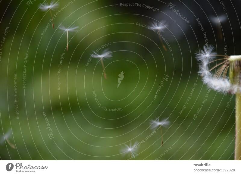 Laune der Natur | Pusteblume Löwenzahn fliegen Samen Leichtigkeit Frühling zart leicht Pflanze Wildpflanze filigran Blume Löwenzahnsamen natürlich Flug pusten