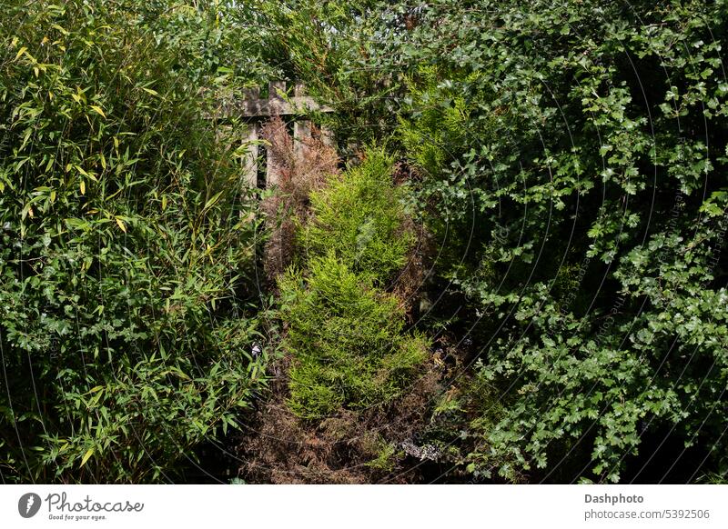 Diverse Bäume und Sträucher an einem alten Gartenzaun Zaun Holz hölzern Nutzholz Lamellen Holzzaun Bretterzaun Beiträge Zaunpfähle im Freien außerhalb