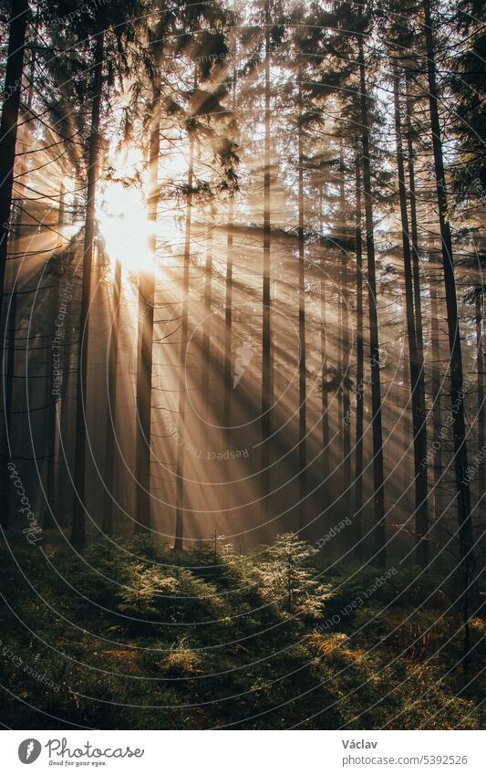 Die Strahlen der Morgensonne durchdringen den dunklen Wald als Hoffnung für die Pflanzen, besser zu leben und Photosynthese betreiben zu können. Das Märchen der Natur