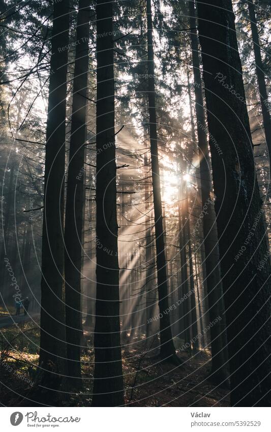 Die Strahlen der Morgensonne durchdringen den dunklen Wald als Hoffnung für die Pflanzen, besser zu leben und Photosynthese betreiben zu können. Das Märchen der Natur