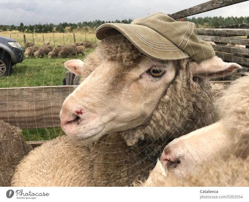 Ein schickes Schaf Tierhaltung Landwirtschaft Weide Pflanze Gras Graslandschaft Prärie Nutztier natürlich Tag Landschaft Umwelt Außenaufnahme Hügel Natur Himmel