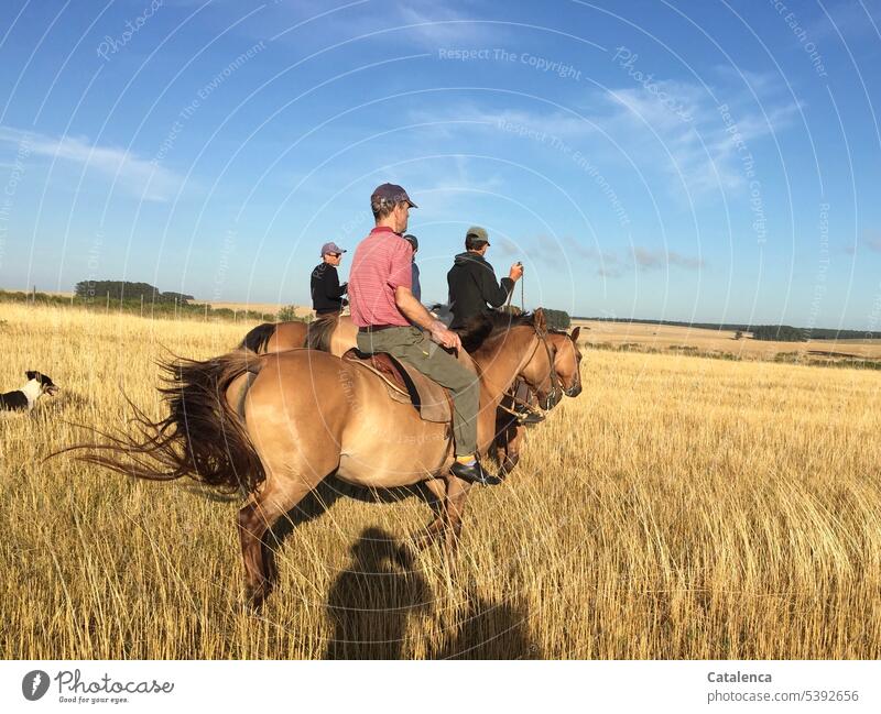 Reiter auf der Steppe Horizont Himmel reiten Umwelt Pflanze Sommer Personen Gras Graslandschaft Prärie Pferd Nutztier Tier natürlich Landschaft Hund Wolken