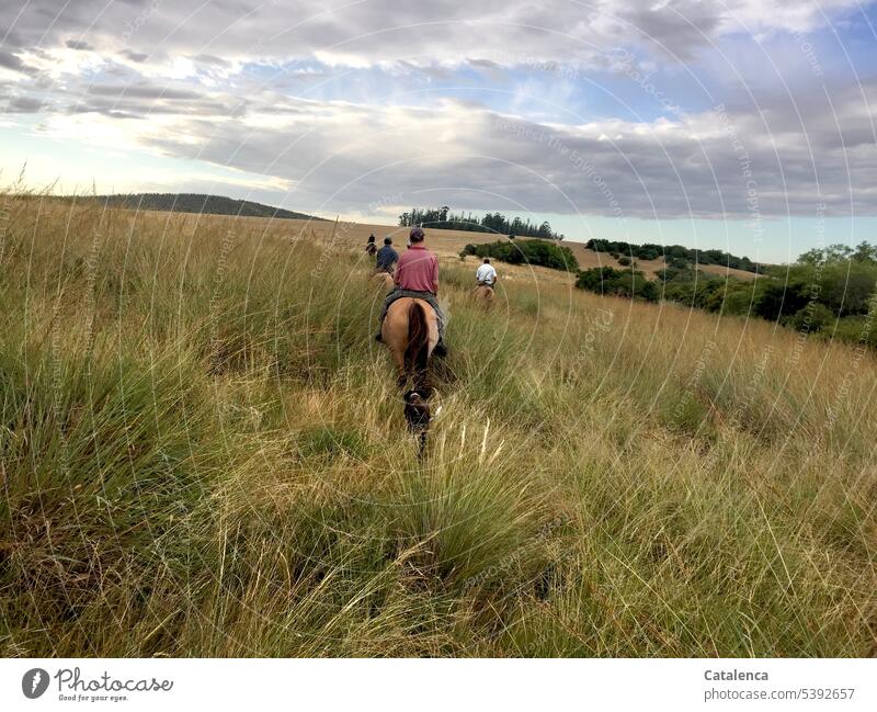 Vier Reiter durchstreifen das hohe Gras der Prärie reiten Landschaft Natur Pferd Nutztier Pflanze Horizont Himmel Umwelt Sommer Graslandschaft Wolken Blau Rosa