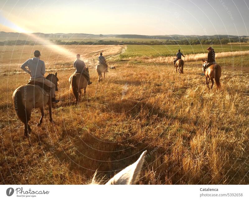 Reiter am Morgen Landschaft natürlich Tier Nutztier Pferd Prärie Umwelt Pflanze Sommer Personen Gras Graslandschaft reiten Himmel Horizont golden Felder