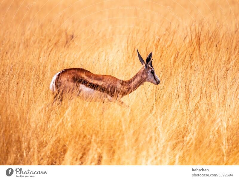 grashüpfer Einsam allein Antilopen Springbock etosha national park Etosha Etoscha-Pfanne Wildtier fantastisch außergewöhnlich Tierporträt frei wild Wildnis