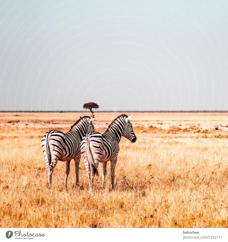 zweisam Trockenheit trocken Salzpfanne Gras Umwelt Tierschutz Tierliebe Zebrastreifen beeindruckend Abenteuer besonders Freiheit Natur Ferien & Urlaub & Reisen