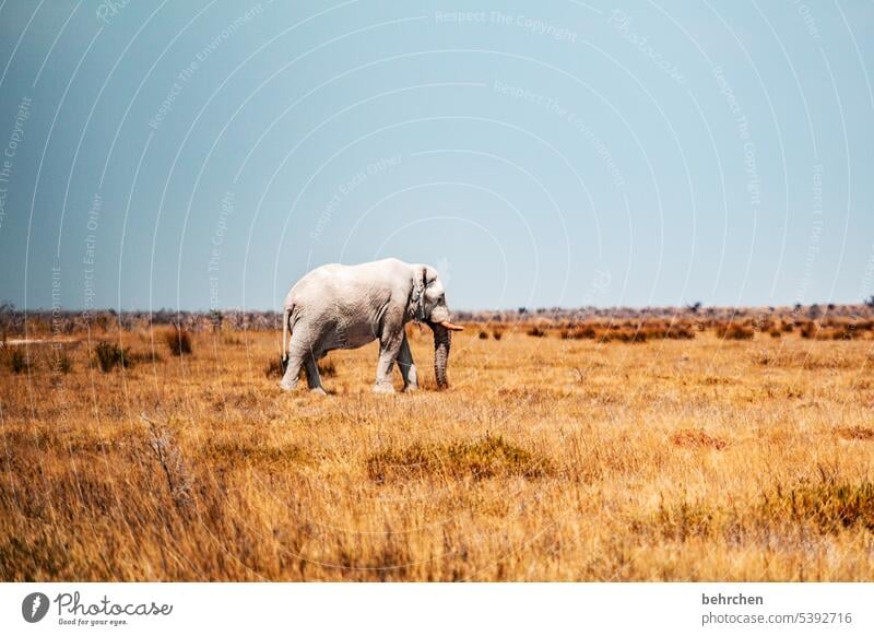 einzelgänger Tierliebe Tierschutz Trockenheit Savanne Gras beeindruckend besonders Ferien & Urlaub & Reisen Himmel Landschaft Natur Freiheit Abenteuer Farbfoto