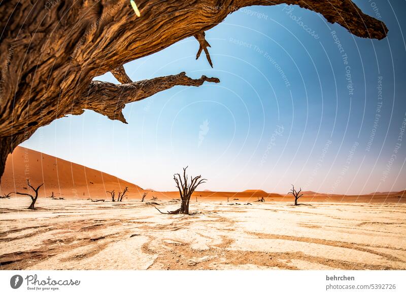 knorrig Akazie Umweltschutz Trockenheit Vergänglichkeit Klimawandel trocken Dürre Himmel Düne Dünen magisch deadvlei Abenteuer Wärme besonders beeindruckend