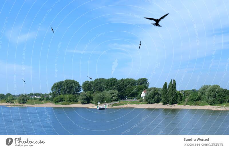 Rheinufer Fluss Wasser Klima Hochwasser Wetter