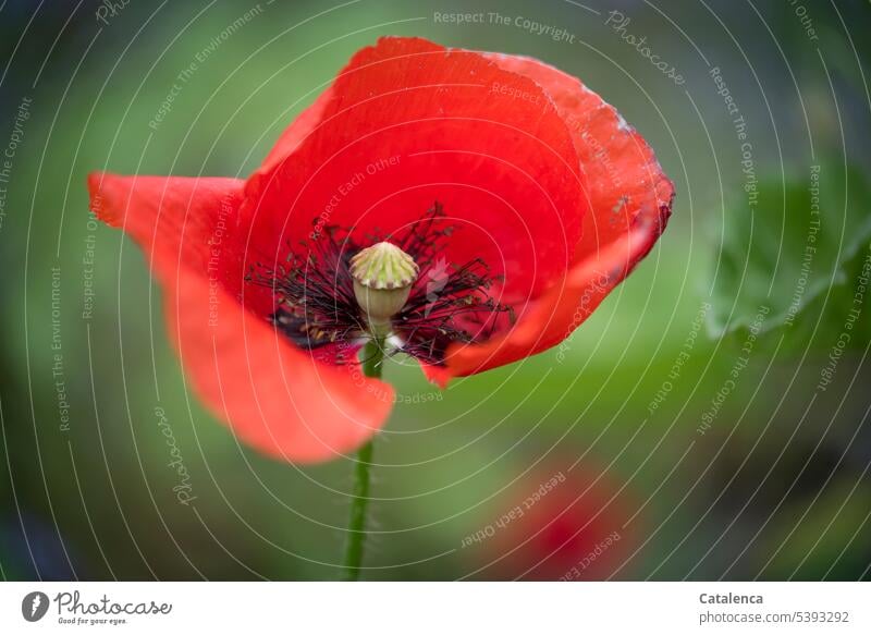 Blühender Klatschmohn am Montag Wiesenblumen wachsen duften Flora Pflanze verblühen Gras Tag Tageslicht Blume Garten Blüte Natur Blütenblätter Mohn Grün Rot