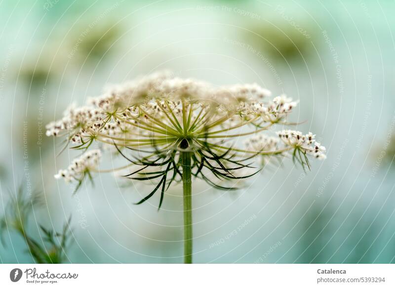 Blüte der Wilden Möhre Natur Flora Pflanze Doldenblütler (Apiaceae) Daucus carota Wilde Möhre Wildpflanze blühen Wiese Garten verblühen Wachstum Weiss