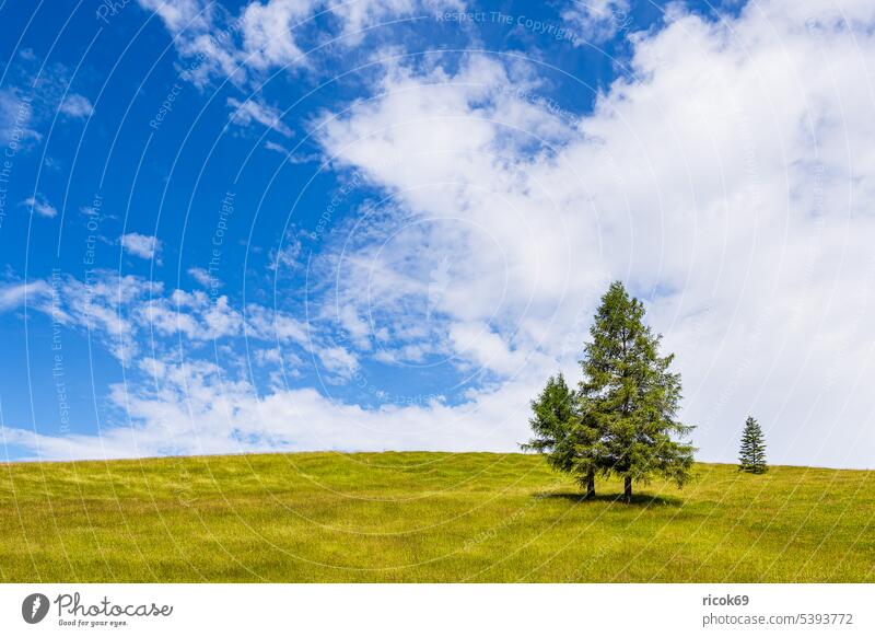 Landschaft in den Buckelwiesen zwischen Mittenwald und Krün Alpen Gebirge Bayern Baum Natur Landkreis Garmisch-Partenkirchen Sommer Gras Wiese Blumenwiese