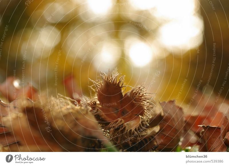 Es war einmal...im Herbst! Natur Pflanze Baum Buche Buchecker braun offen Ernährung Nuss Stachel klein stachelig trocken Blatt Waldboden Baumfrucht essbar leer