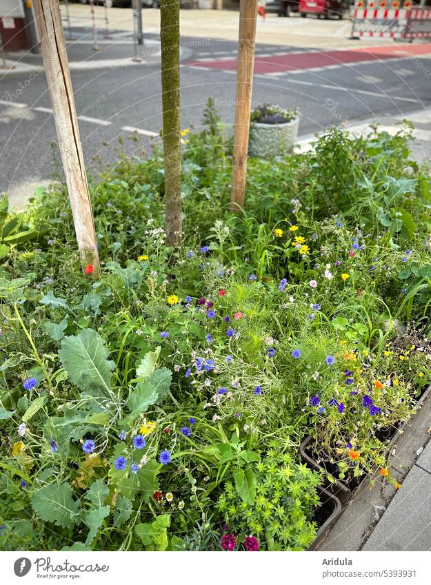 Stadtbegrünung | kleine bunte Sommerwiese am Straßenrand Wiese Sommerblumen Begrünung Lebensraum Bienen bienenfreundlich Blüte Insekten urban Asphalt Baustelle