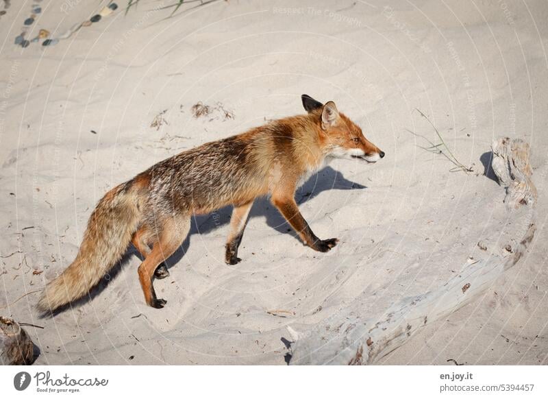 wilder Fuchs am Strand an der Ostsee Tier Wildtier Natur Tierporträt Säugetier Tierwelt Sand ostseeküste Menschenleer Rotfuchs Außenaufnahme Reinecke Farbfoto