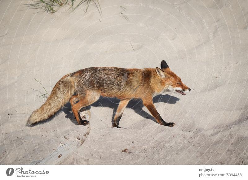 Fuchs am Strand Tier Wildtier Natur Tierporträt Säugetier wild Tierwelt Sand ostseeküste Menschenleer Rotfuchs Außenaufnahme Reinecke Farbfoto Fleischfresser