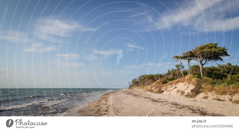 Windflüchter am Weststrand Darß Fischland-Darß-Zingst Nationalpark Vorpommersche Boddenlandschaft Mecklenburg-Vorpommern Ostsee Ostseeküste Meer