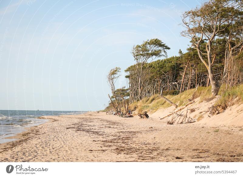 Weststrand Darß Strand Ostsee Ostseeküste wild Wald Meer Horizont Mecklenburg-Vorpommern Ferien & Urlaub & Reisen Erholung Natur Küste Landschaft Idylle