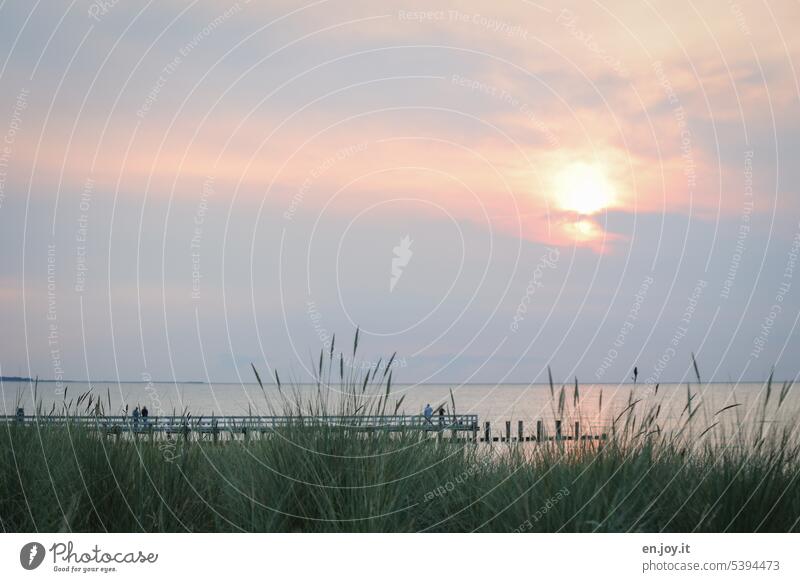 ruhige Ostsee mit Dünengras im Vordergrund zum Sonnenuntergang Zingst Seebrücke Meer Horizont Wolken Buhnen Himmel Ferien & Urlaub & Reisen