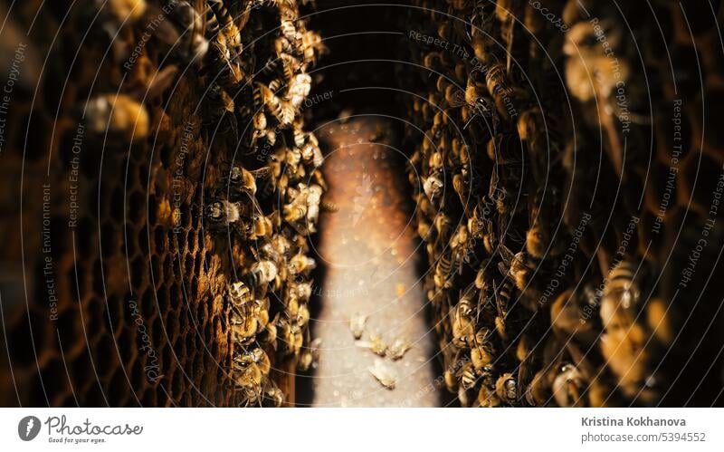 Bienen schwärmen auf einer Honigwabe, extreme Makroaufnahme. Insekten im Bienenstock Bienenzucht Lebensmittel Liebling Wabe Bienenwachs Kamm Bauernhof Natur