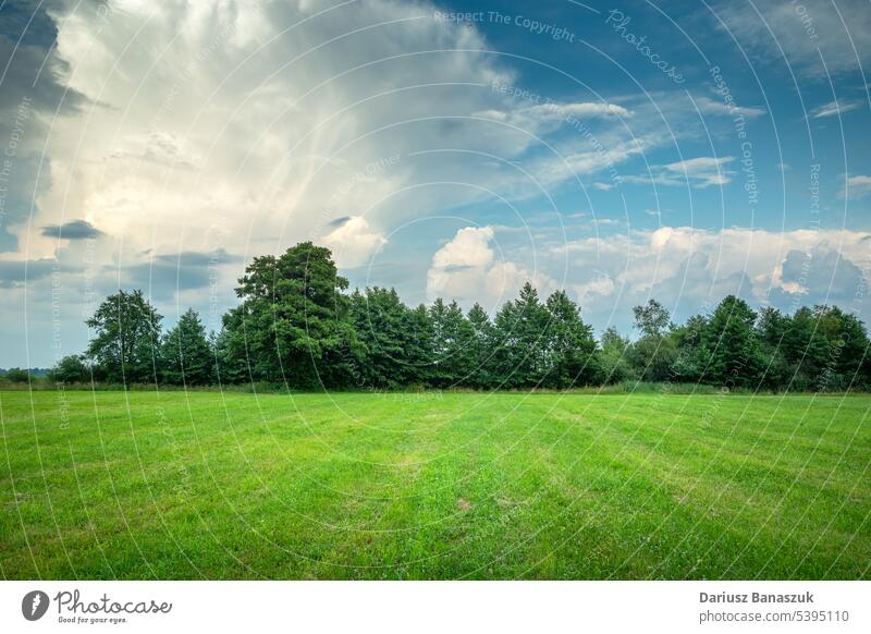 Grüne Wiese mit Bäumen am Horizont und abstrakten Wolken am blauen Himmel Cloud Baum Gras grün Hintergrund Landschaft Feld Natur Umwelt Sommer Wolkenlandschaft