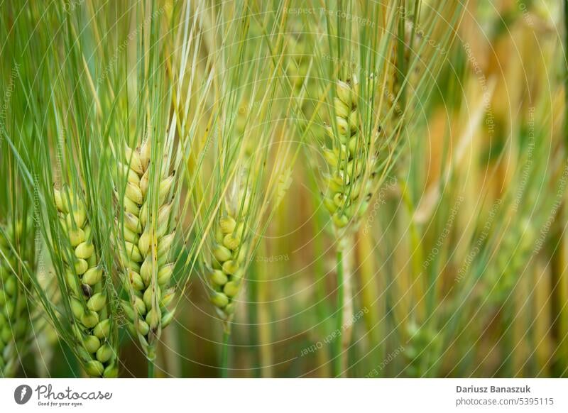 Nahaufnahme von frischen grünen Getreideähren, landwirtschaftlicher Hintergrund Korn Ohr Ernte Weizen Müsli Feld Natur Ackerbau Bauernhof Pflanze natürlich