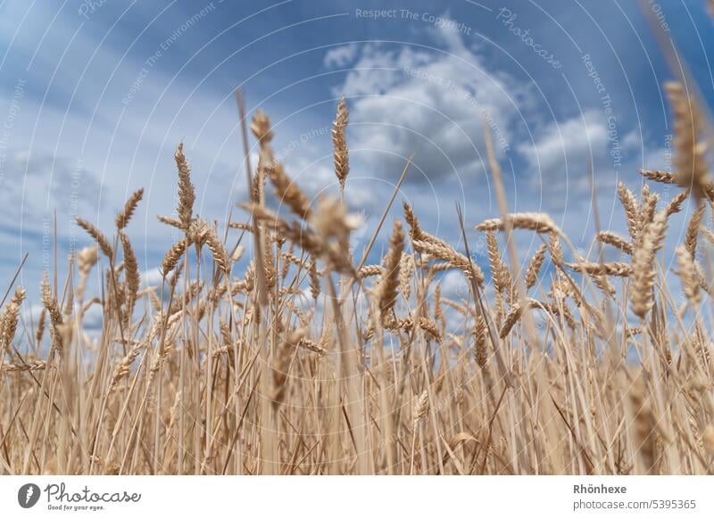 Getreide mit blauem Himmel Getreide  Feld gold Vegetarische Ernährung gelb Sonne Weizen Kornfeld Sommer unser täglich Brot regionaler Anbau regionale Produkte