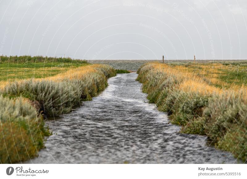 Polder in den Salzwiesen Außenaufnahme Landschaft Himmel Farbfoto Wolken Umwelt Natur Menschenleer Küste Sommer Schönes Wetter Horizont Ferien & Urlaub & Reisen