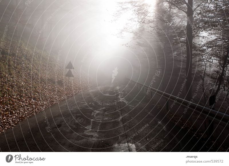 Ausfahrt Ausflug Abenteuer Umwelt Natur Landschaft Sonnenlicht Herbst Klima Klimawandel Nebel Laubwald Wald Verkehr Straße Wege & Pfade entdecken