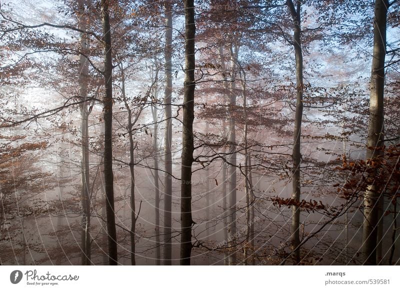 Vernebelt Lifestyle Freizeit & Hobby Ausflug Umwelt Natur Landschaft Pflanze Urelemente Wolkenloser Himmel Klima Klimawandel Schönes Wetter Nebel Wald Laubwald