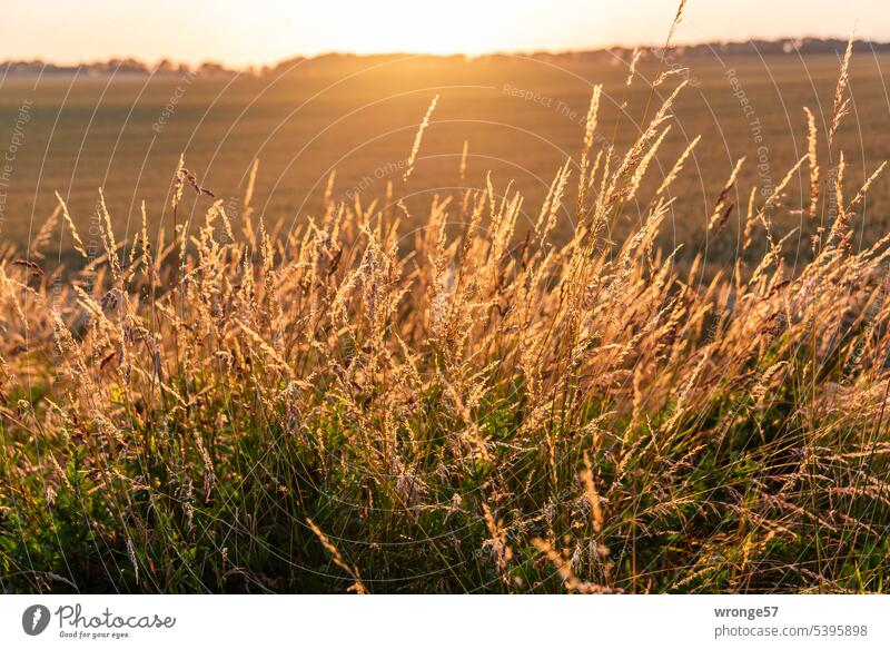 Gräser am Wegesrand leuchten golden im Gegenlicht Lichtstimmung Abendsonne Natur Sonnenlicht Sonnenuntergang Außenaufnahme Menschenleer Sommer Stimmung