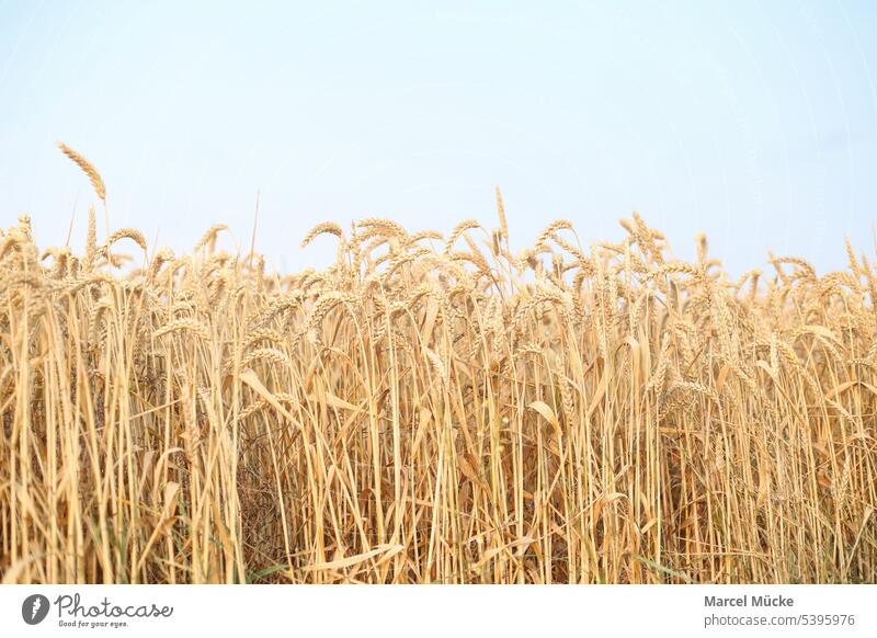 Weizenfelder in der Abendsonne Weizenhalme Triticum aestivum Getreide Ernte Erntezeit Golden Sommer Nahrungsmittel Nachhaltigkeit Wachstum Landwirt Natur