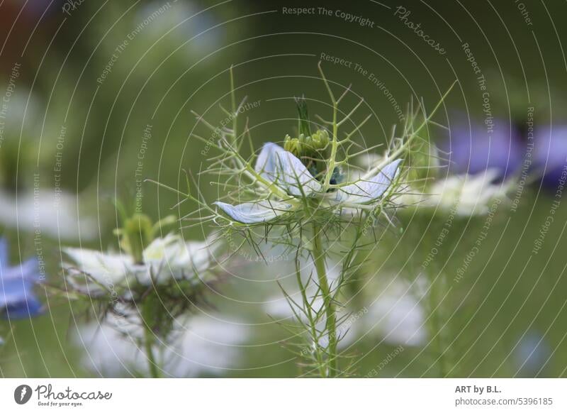 Jungfer im Grünen im Blumenbeet schutz verästelungen verästelt verzweigungen verweigt filigran zart jungfer im grünen garten floral blüte blume ausschnitt