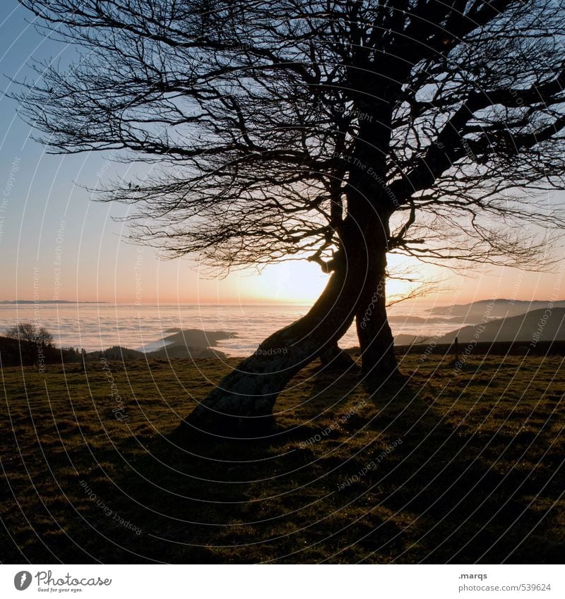 Kahlheinz Ausflug Umwelt Natur Wolkenloser Himmel Herbst Klima Schönes Wetter Baum Ast Hügel ästhetisch einfach Kitsch schön Stimmung Romantik Horizont