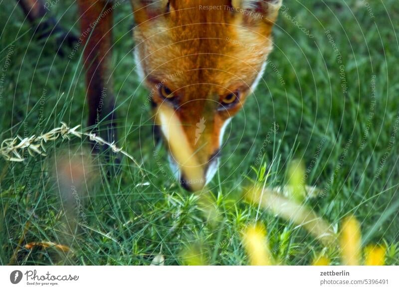 Fuchs again abend erholung ferien fuchs garten kleingarten kleingartenkolonie menschenleer natur pelztier pflanze rotfuchs ruhe saison schrebergarten