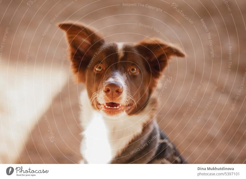 Weißer und brauner Border Collie Hund Nahaufnahme im Freien Porträt. Reinrassige Welpe Gesicht Foto. Hundeblick Hündchen Tier Haustier niedlich Rassehund Fell