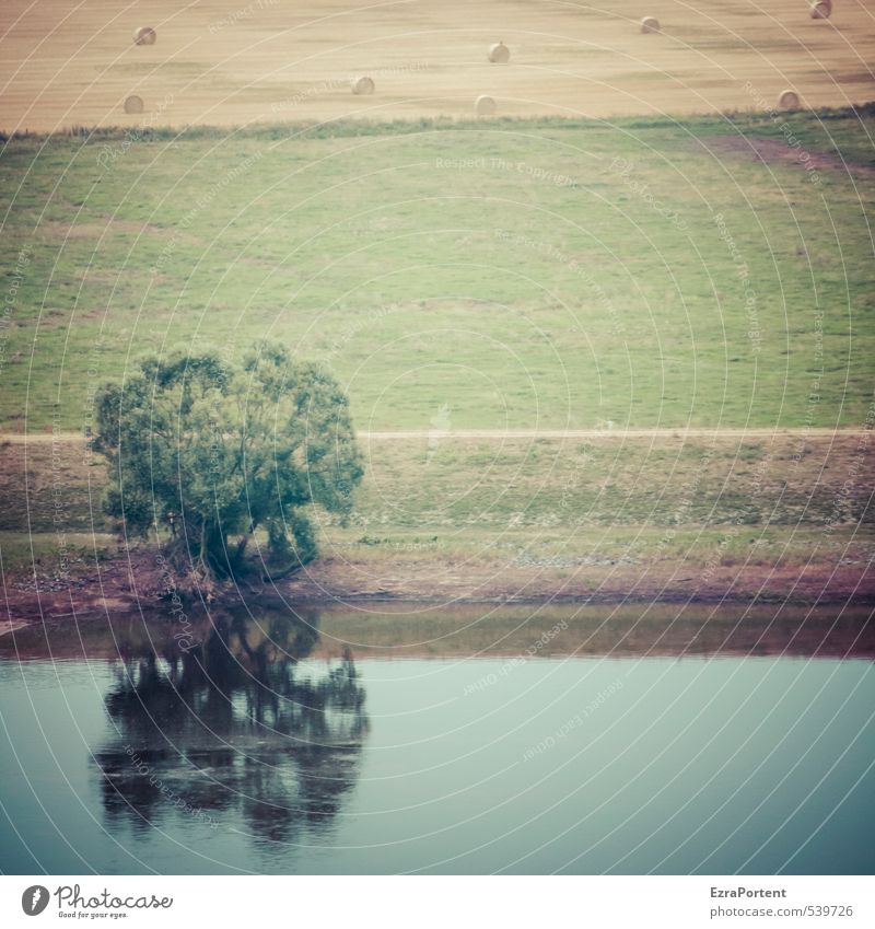 Elbe Ferien & Urlaub & Reisen Tourismus Umwelt Natur Landschaft Pflanze Erde Wasser Sommer Klima Wetter Baum Gras Wiese Feld Flussufer ästhetisch blau braun