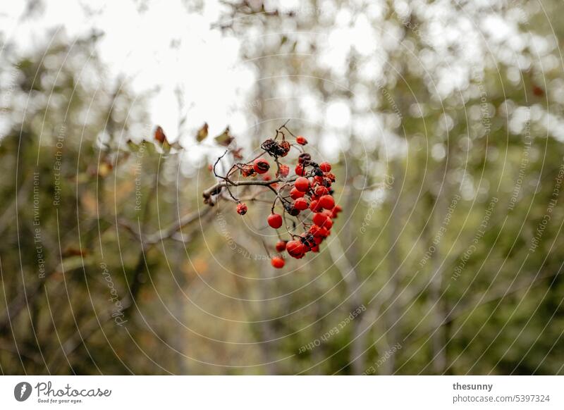 Rote Beeren rote Beeren Frucht Baumfrucht Schweden rotes Beerensträucher grüner Hintergrund Tiefenschärfe