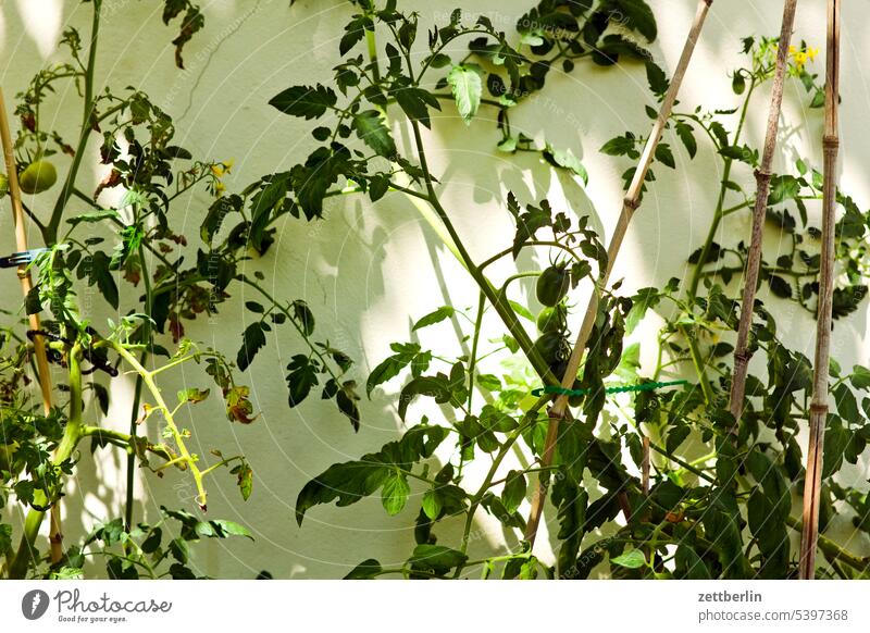 Tomatenpflanze blühen blüte erholung ferien garten hecke kleingarten kleingartenkolonie knospe menschenleer nachbarschaft natur ruhe saison schrebergarten