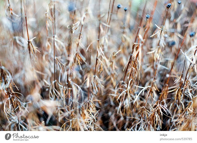 dörr | Pflanze Natur Herbst Dürre Blume Blumenstengel Garten Park dehydrieren alt dünn lang trocken braun Wandel & Veränderung herbstlich Blumenbeet verzweigt