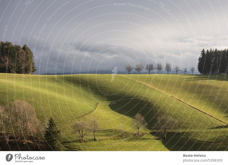 Schwarzwaldidylle - kann auch hell und freundlich sein Wiese Sonne Wolken Bäume weich Baumreihen Berg und Tal hügelig Landschaft Natur Wald Himmel Menschenleer