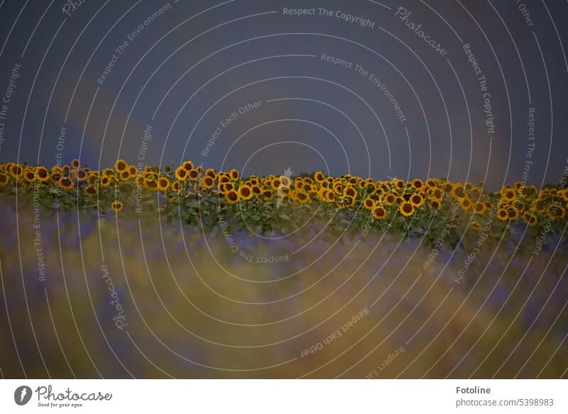 Sonnenblumenfeld bei Nacht? Nein. Ein finsterer Gewitterhimmel baut sich hinter den gelb leuchtenden Sonnenblumen auf. Wenige Minuten später ging die Welt unter.