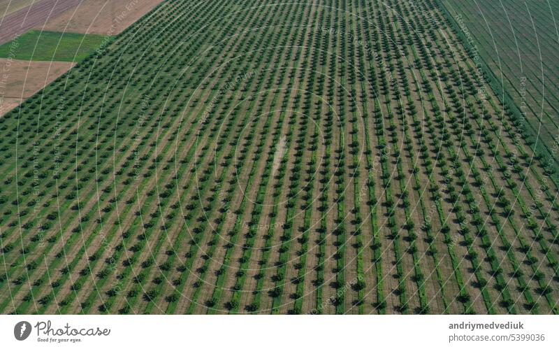 Luftaufnahme über landwirtschaftliche Gärten im Frühling Ackerbau Garten Industrie Antenne Reihen Blüte Blume Business geblümt Baum Lebensmittel Frucht Sommer