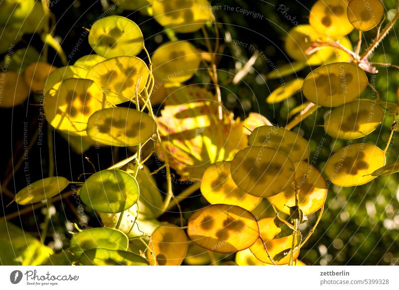 Silbertaler Lunaria annua Judaspfennig Gartenmondviole Judassilberling Gartensilberblatt blühen blüte erholung ferien garten kleingarten kleingartenkolonie