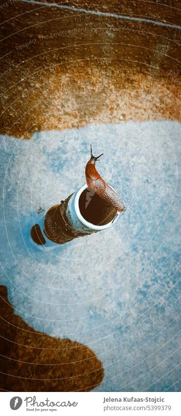 Braune Nacktschnecke auf dem Abflussrohr sitzend, das in der Mitte eines Brunnens ist. Sie sucht einen Weg um zum Brunnenrand zu kriechen... Tier Wasser