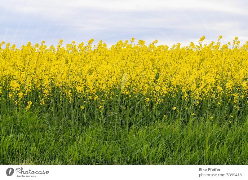 Rapsfeld Ackerfläche Agrar Landwirtschaft Ackerbau Niederösterreich Waldviertel Rapsblüte bäuerlich