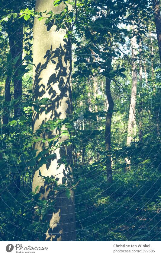 Lichtstimmung im Wald Buche Bäume Schatten von Blättern Sonnenlicht Sonnenschein Licht und Schattenspiel lichter Schatten grün Klima Klimaschutz Waldbaden